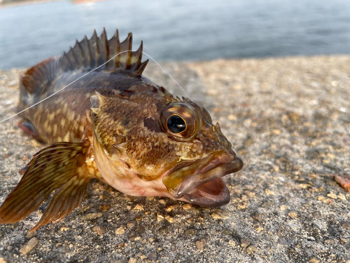 カサゴの釣果