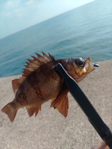 メバルの釣果