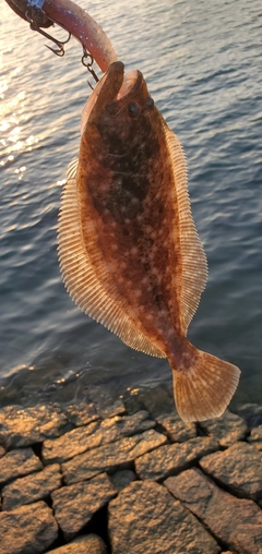 ソゲの釣果