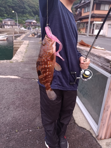 アコウの釣果