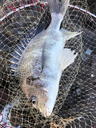 キビレの釣果