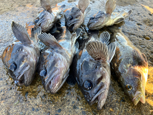 アイナメの釣果