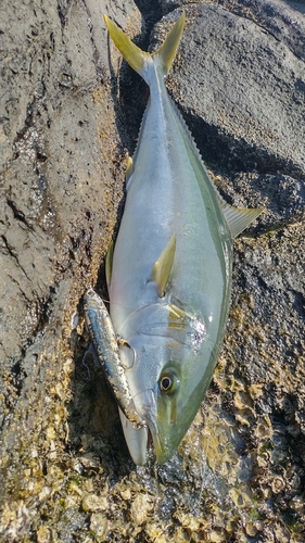 ヒラマサの釣果