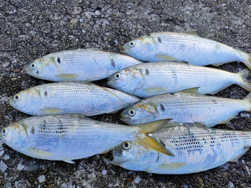 コノシロの釣果