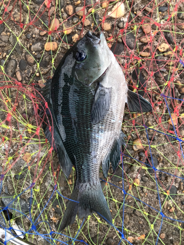 メジナの釣果