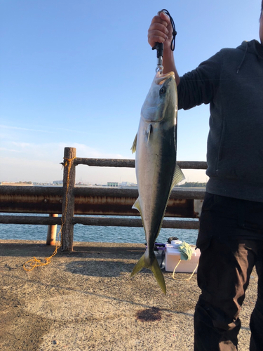 メジロの釣果