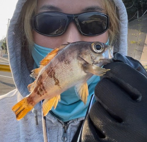 アカメバルの釣果