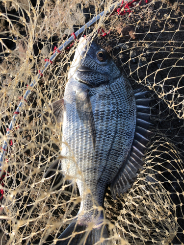 メイタの釣果