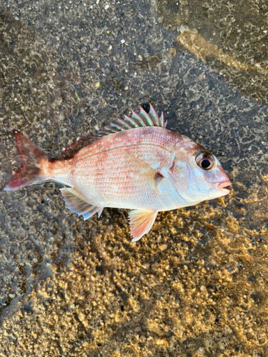 チャリコの釣果