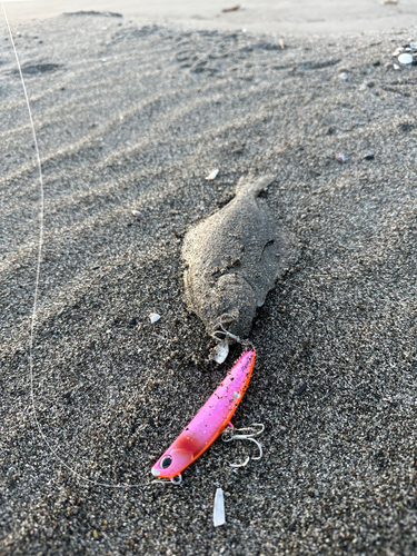 ソゲの釣果