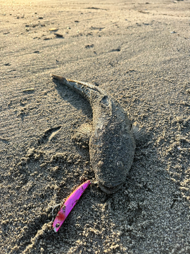 コチの釣果