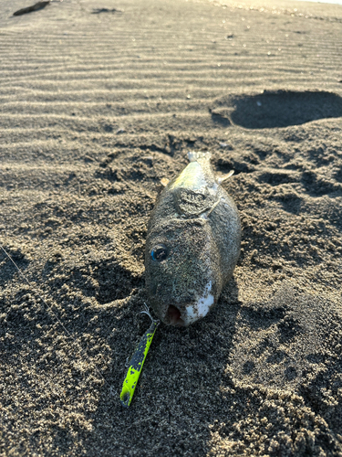 フグの釣果