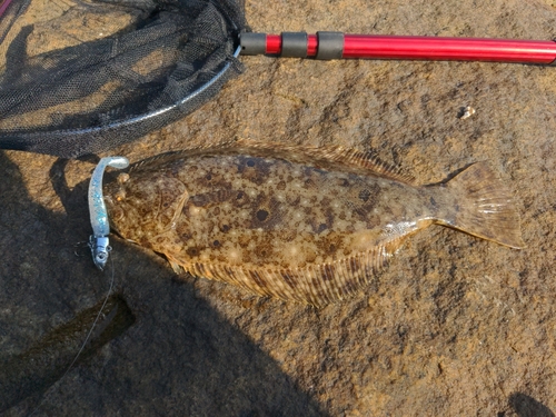 ヒラメの釣果