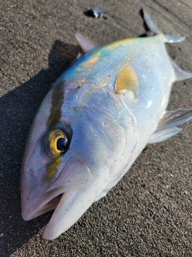 カンパチの釣果