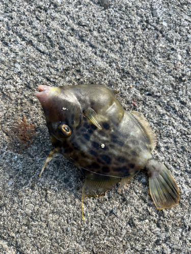 カワハギの釣果