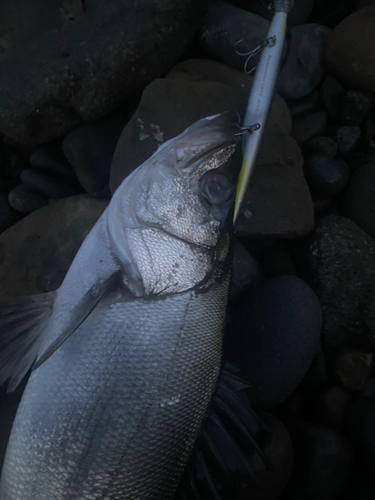 ヒラスズキの釣果