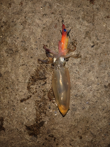 マメイカの釣果