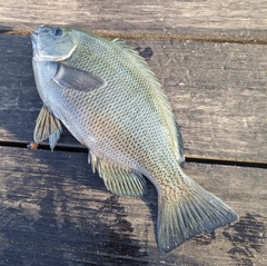 メジナの釣果