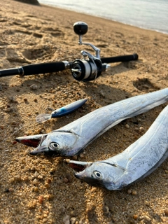 タチウオの釣果