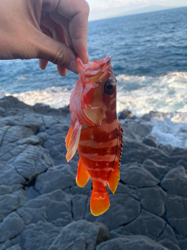 アカハタの釣果