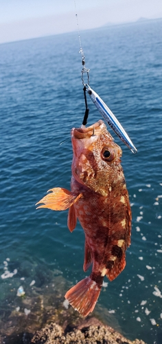 イサキの釣果