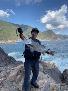 ヒラスズキの釣果