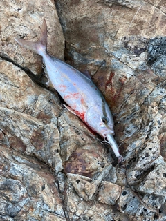 カンパチの釣果