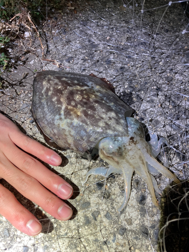 コウイカの釣果