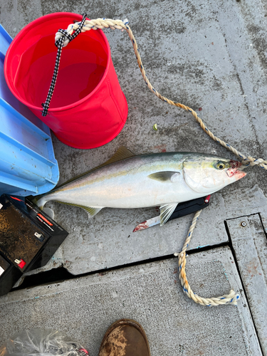 ワラサの釣果