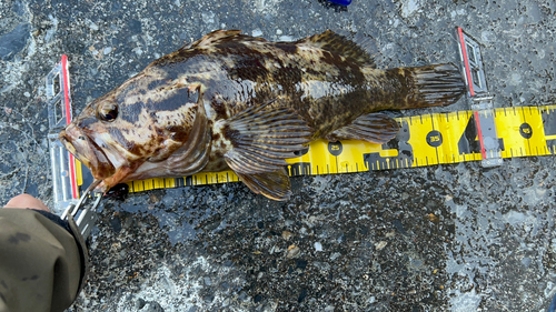 タケノコメバルの釣果