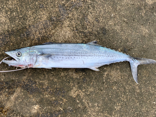 サゴシの釣果