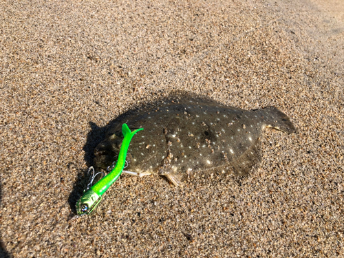 ヒラメの釣果