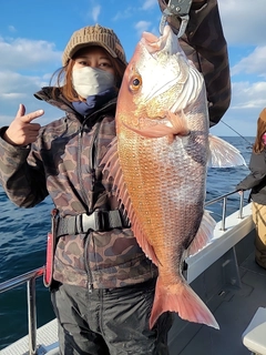 マダイの釣果