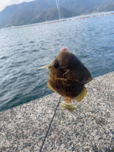 カワハギの釣果