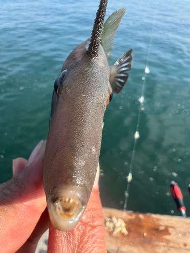 カワハギの釣果