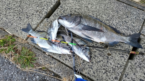 クロダイの釣果