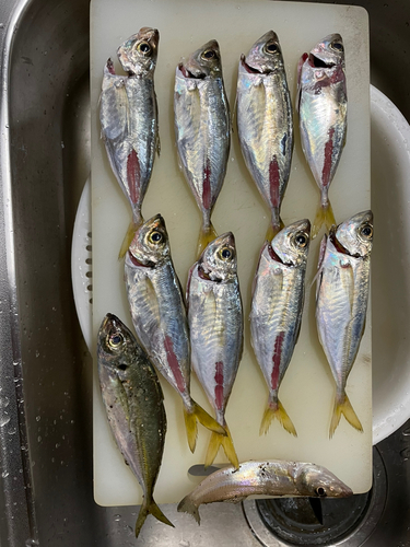 アジの釣果