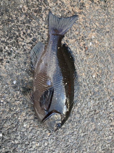 メジナの釣果