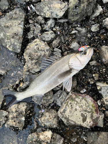 セイゴ（マルスズキ）の釣果