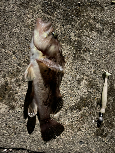 クロソイの釣果