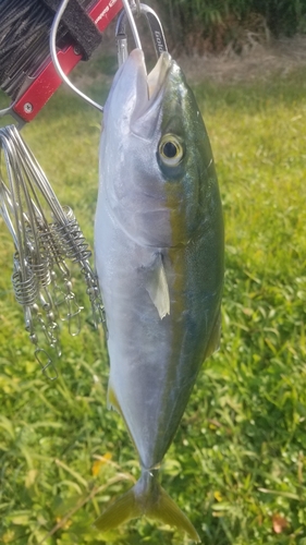 イナダの釣果