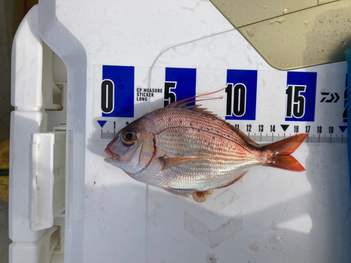 チダイの釣果