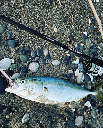 イナダの釣果