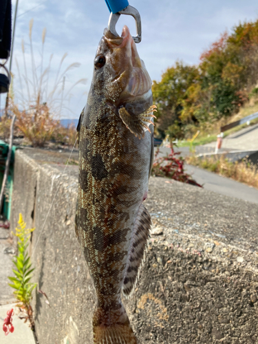 アイナメの釣果