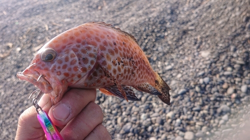 オオモンハタの釣果