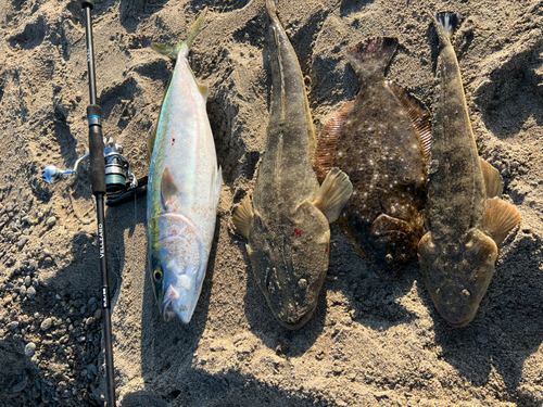 マゴチの釣果