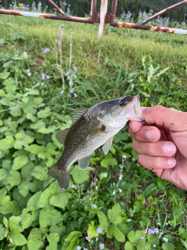 ブラックバスの釣果