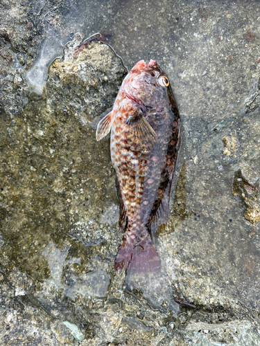 ブダイの釣果