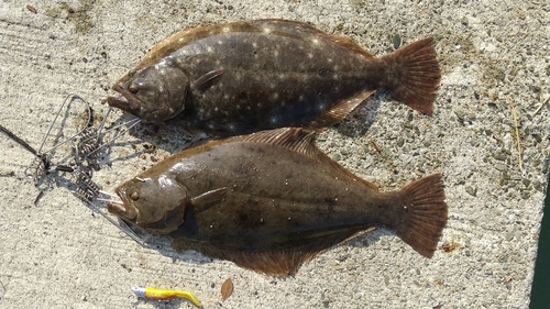 ヒラメの釣果