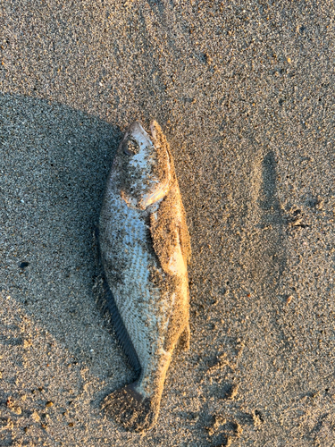 ニベの釣果